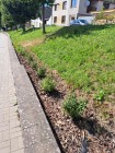 Výsadba v obci 2025