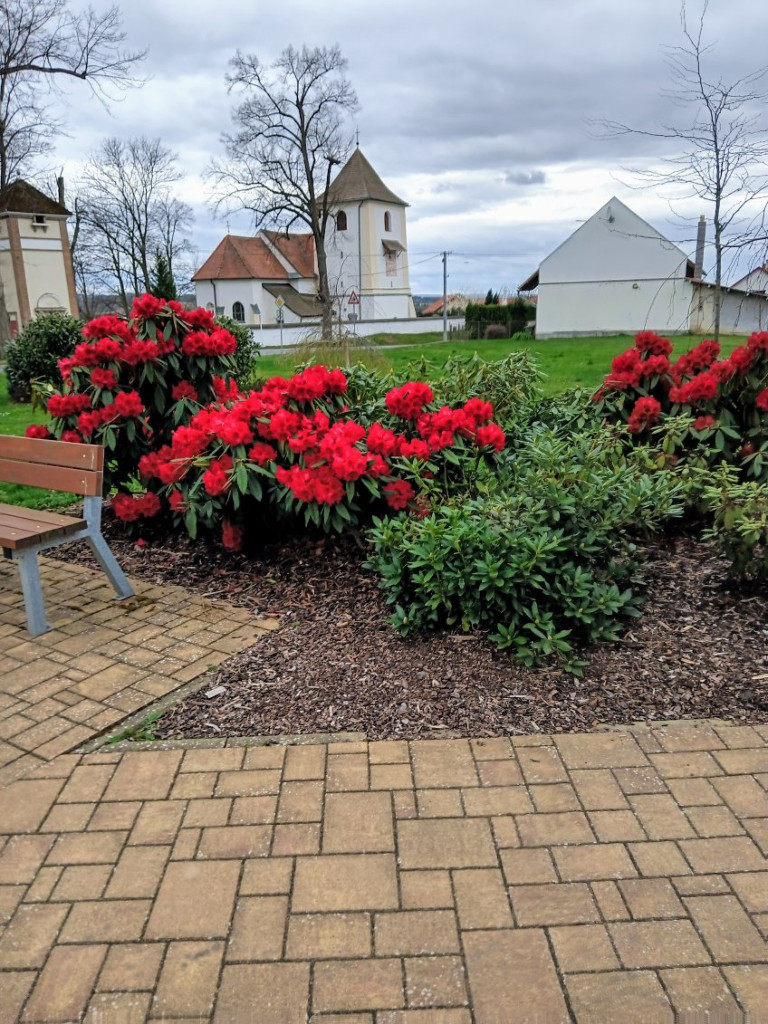 image000000-rhododendron-park.jpg